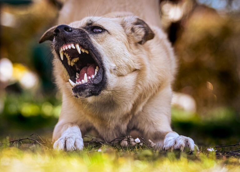 A dog with its mouth open and it's teeth showing.