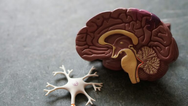 A model of the human brain and neuron.